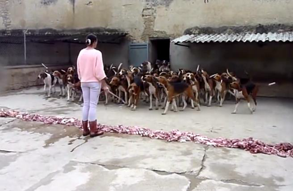 女训狗师一次喂百只狗狗吃肉,狗狗们训练有素,简直太壮观了!