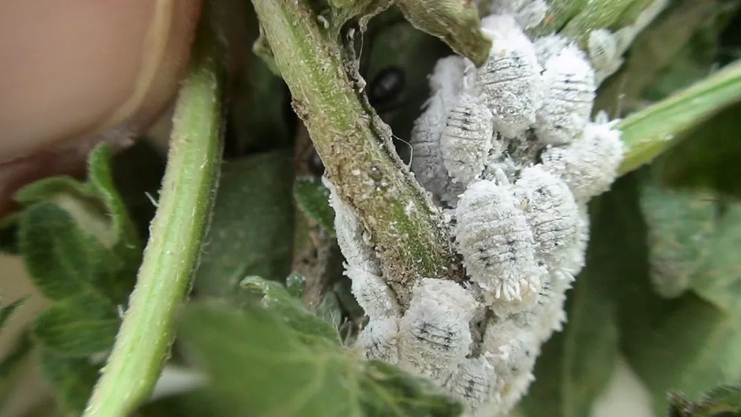 快速摆脱粉蚧虫几个小技巧为啥家里的盆栽植物容易长粉蚧