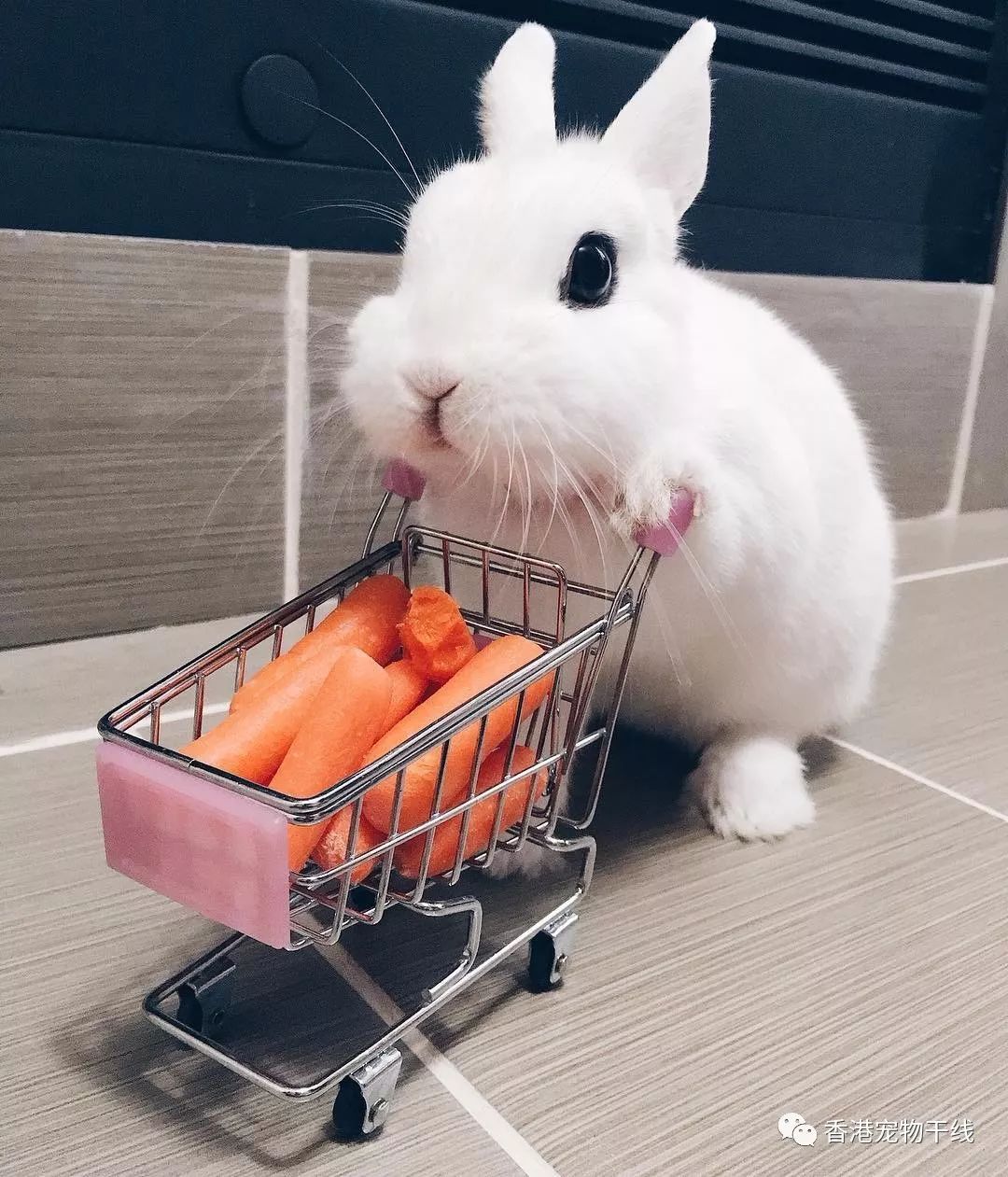 这只超可爱的小白兔叫mei,最喜欢的事就是主人带它去买胡萝卜.