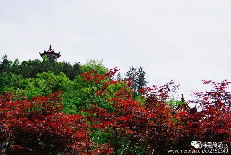 旅游推荐丨岚皋巴山珍稀植物园 山花烂漫正当时