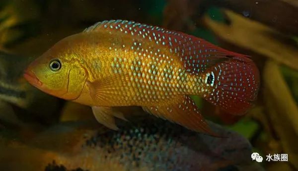 雄鱼的鱼体颜色偏向于蓝色且身上有很多斑点.
