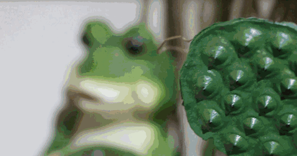 麻将机哦~ 一蛙十吃 吃货们最关注的肯定还是味道了 青蛙比牛蛙个头小