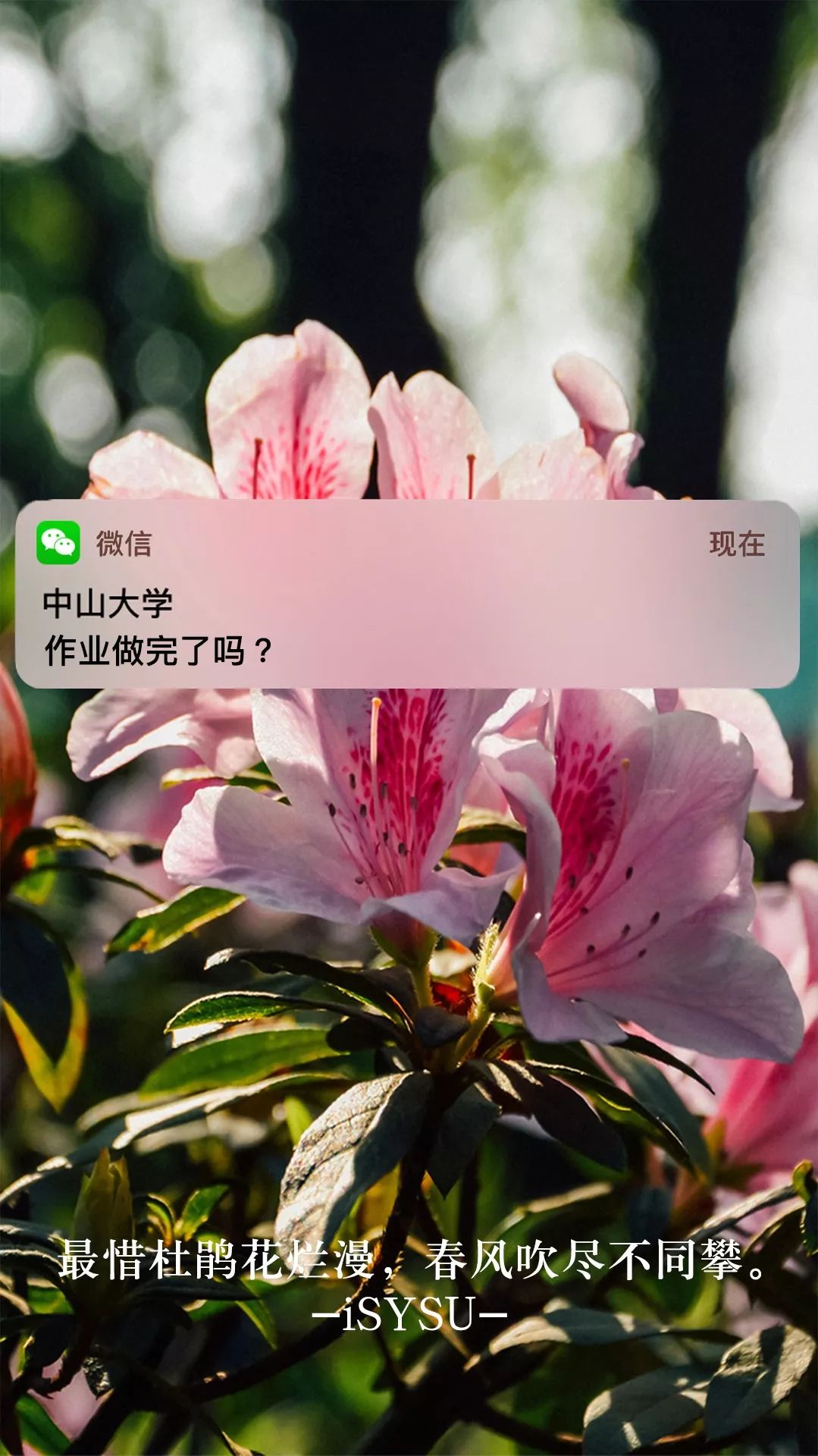 中大壁纸 告别低效的秘密,都在四月花语里