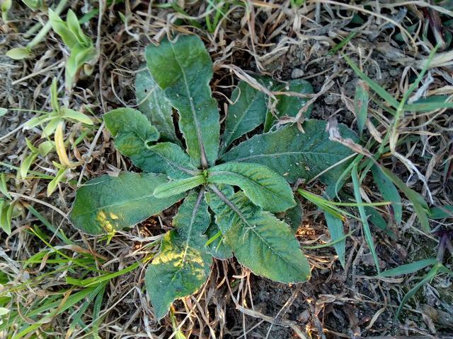 熬夜经常上火和咳嗽?记农村这植物,既能止咳又能降火