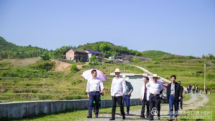 涟源伏口镇大伯村野樱桃熟啦免费摘