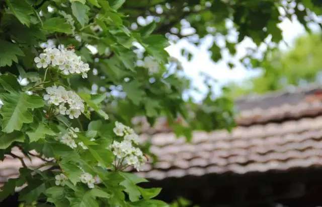 山楂花歌曲谱_山楂花图片