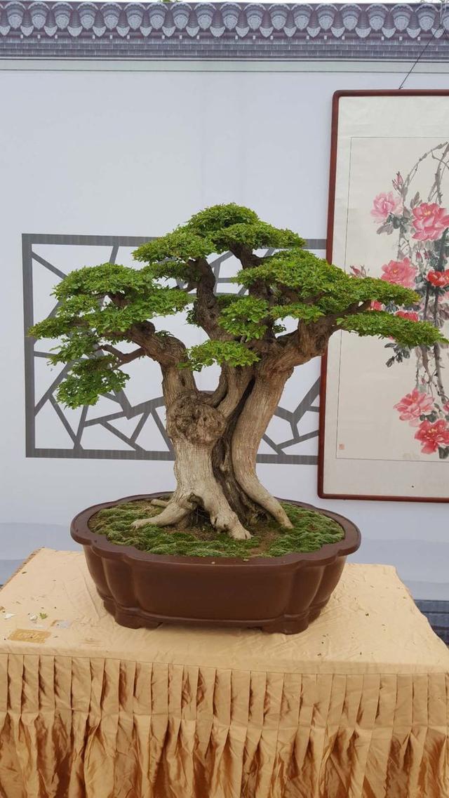 第九届南阳月季花会盆景书画展