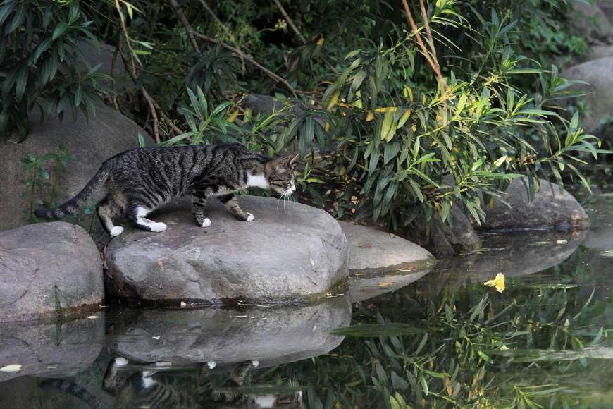 猫把泥鳅当成鱼抓了半天一条都没抓到老婆要你何用