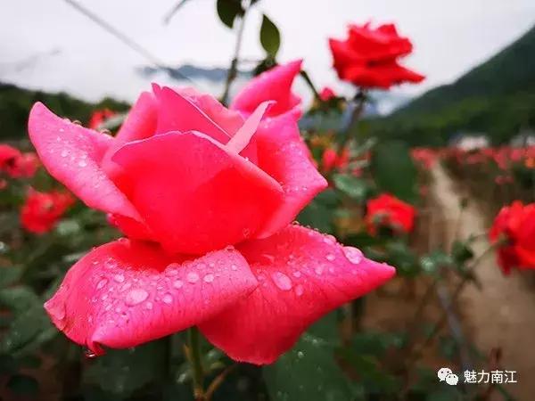 南江团结的玫瑰花海美到爆!
