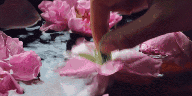 玫瑰花瓣与剁碎的手工红糖充分混合.轻轻揉搓,将花瓣杀蔫.