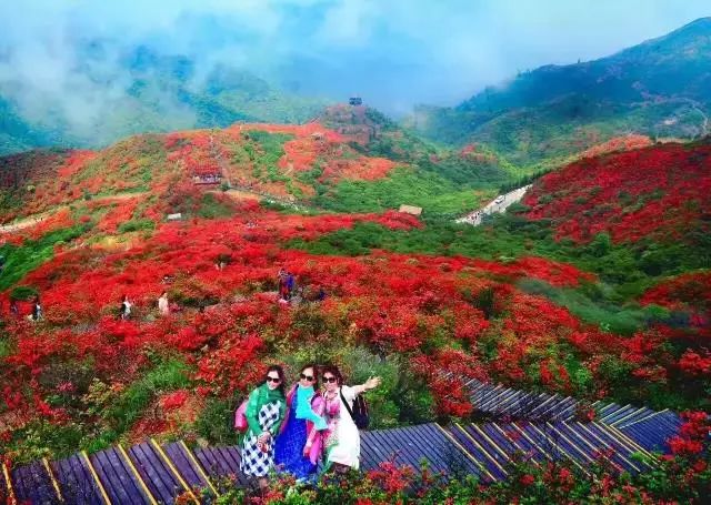 【赏万亩杜鹃花海】浏阳大围山杜鹃花节一日游