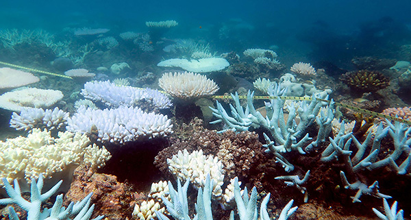 《自然》杂志:大堡礁珊瑚集群因海洋热浪正缓慢死亡