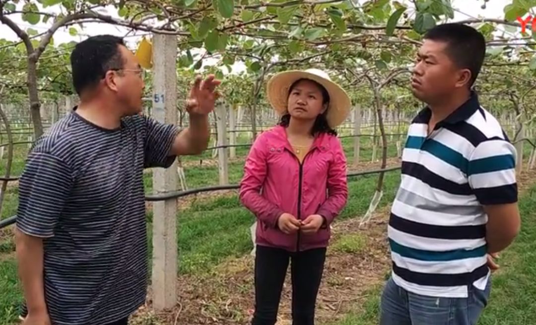 技术园地 | 吕岩老师手把手教你如何进行猕猴桃花前管理