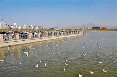 千只鸥鸟乌海湖上秀姿容