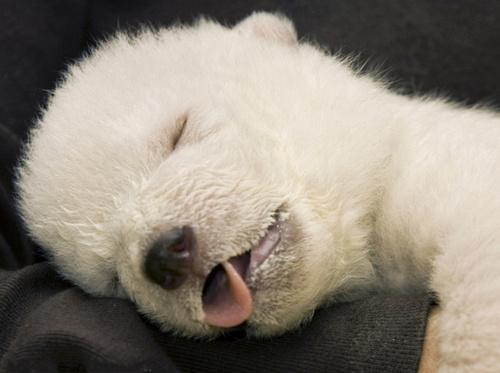 北极熊宝宝的可爱睡姿