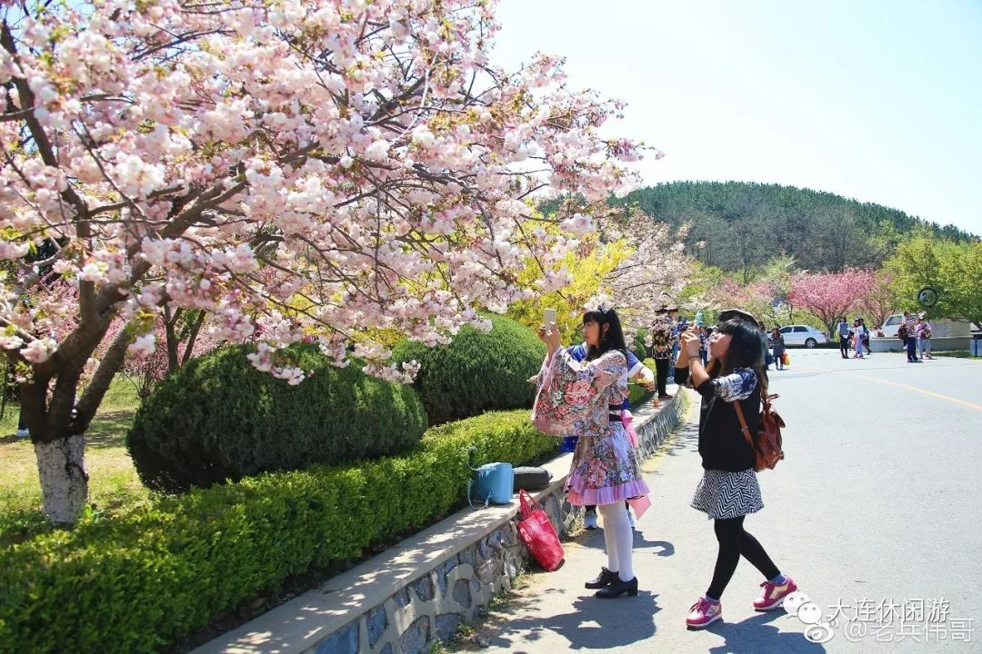 珍稀的"绿樱花"郁金樱也绽开笑脸…由于旅顺203樱花园和太阳沟樱花