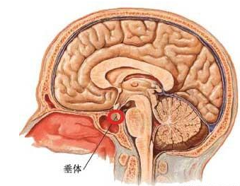 想让孩子长得高,必须保证孩子脑垂体分泌足量的生长激素,生长激素可以