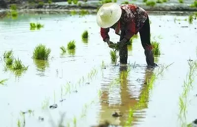 专家权威解答——水稻秧苗移栽注意点啥呢?