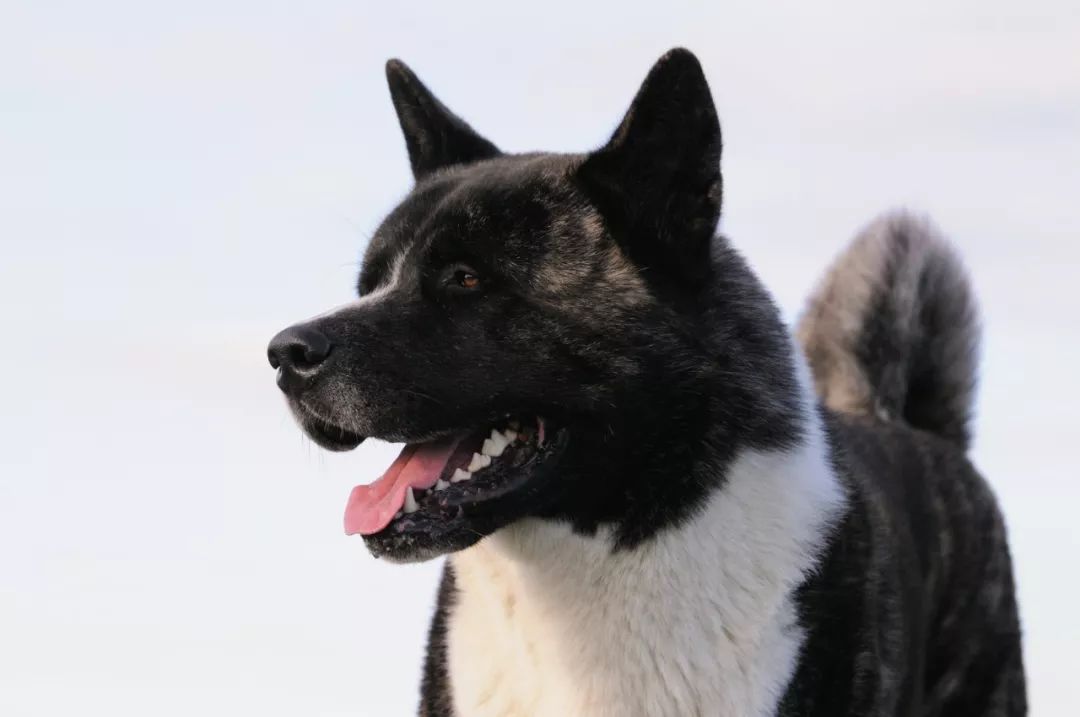 神风号(kamikaze)的秋田犬送给了 helen keller,由此"神风号"成为