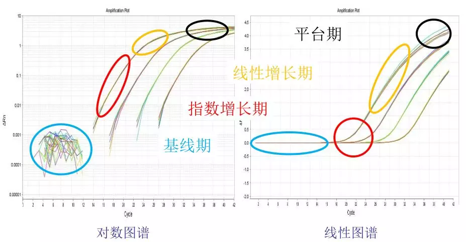 核酸检测运用了什么原理_核酸检测的原理