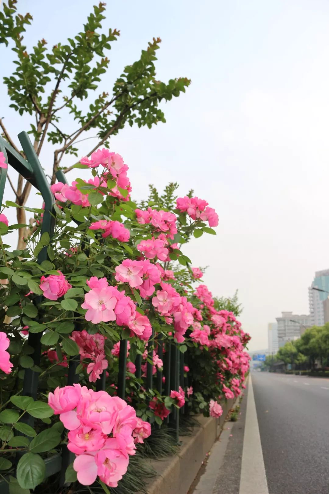 月季赏花地图奉上!