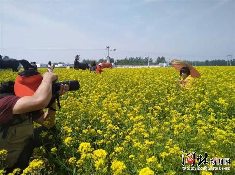 2018衡水市安平县第二届油菜花文化旅游节开幕