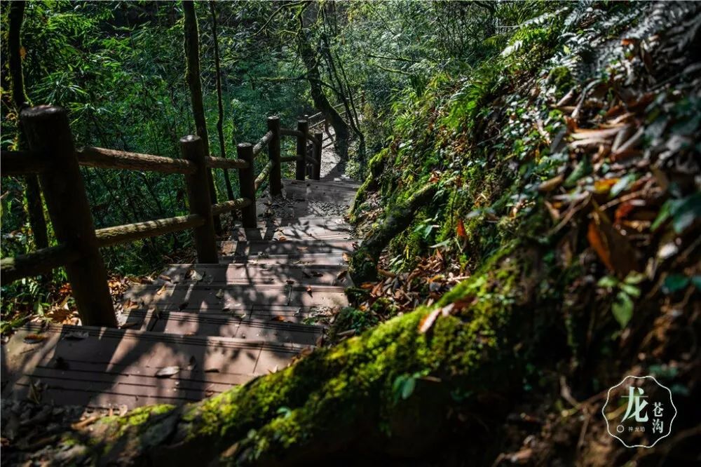 龙苍沟国家森林公园是以森林植物多样性和水景为主,它位于四川省雅安