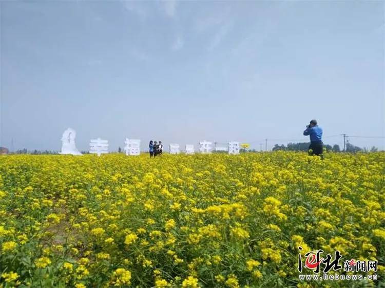 2018衡水市安平县第二届油菜花文化旅游节开幕