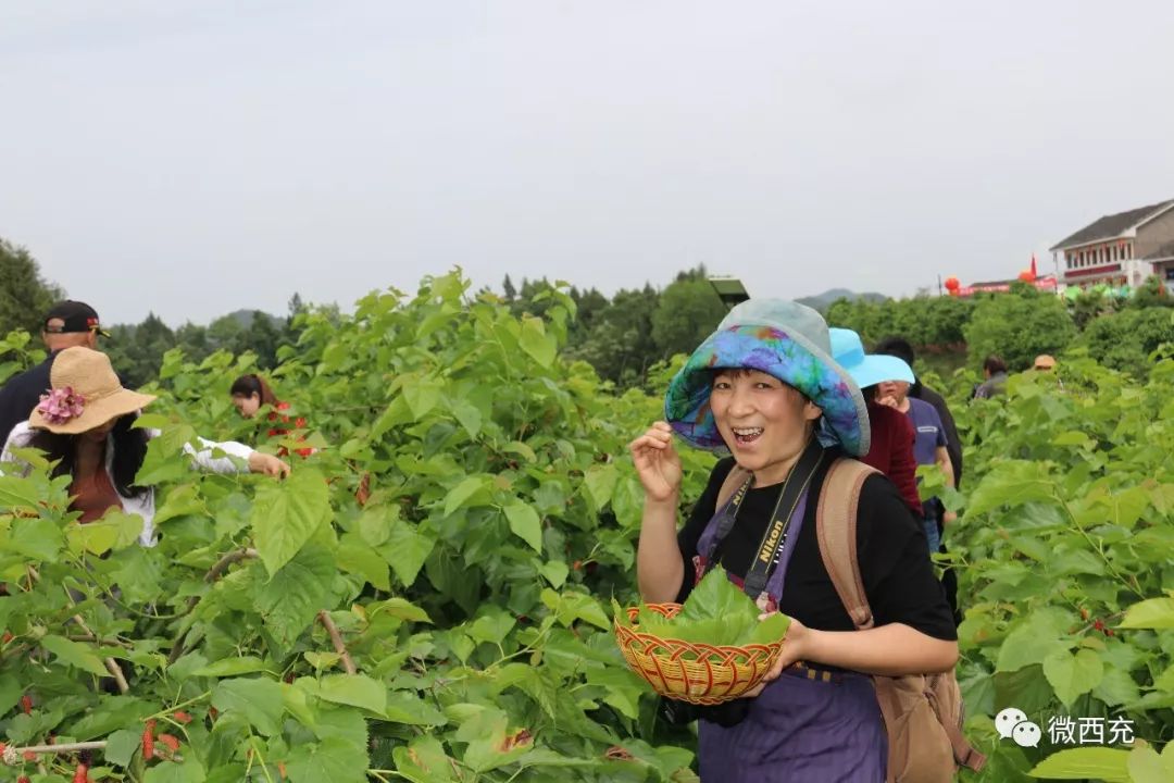 西充县首届蚕桑文化节开幕!五一小长假,走起!摘桑果子去.