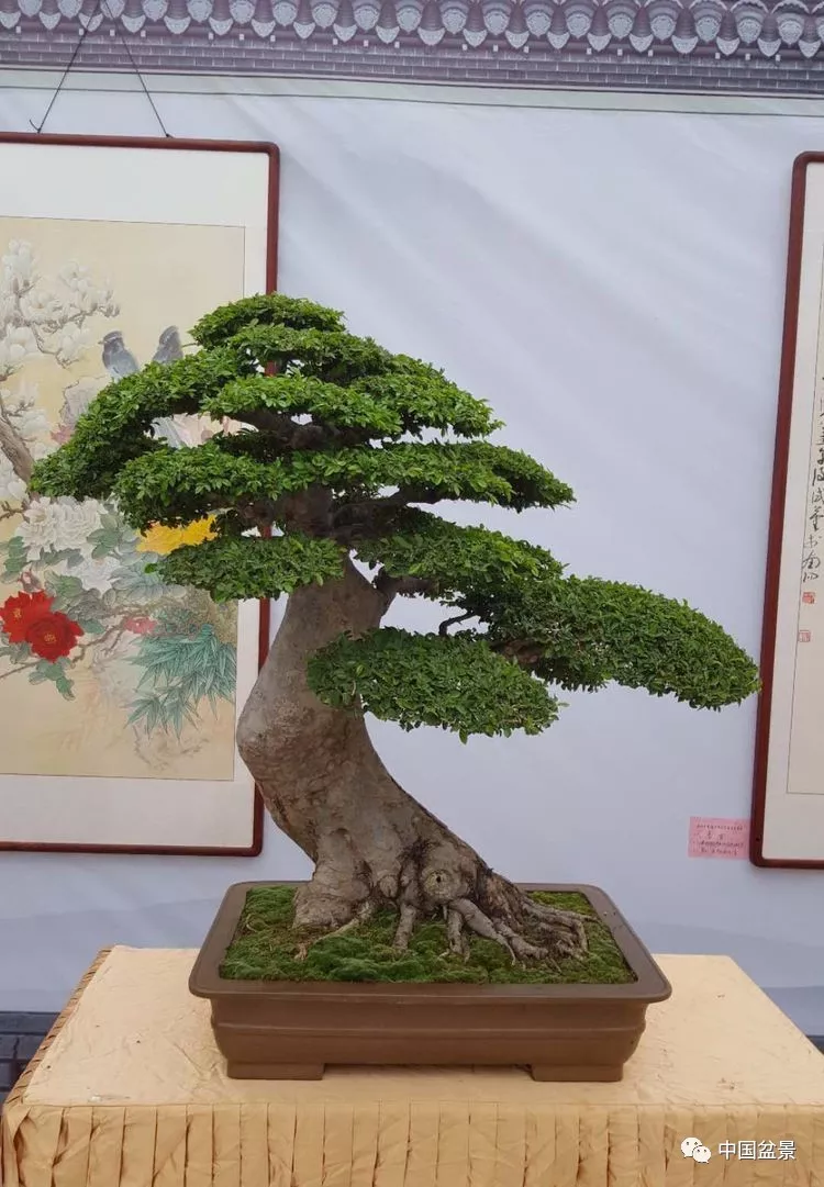 第九届南阳月季花会盆景书画展开幕迎宾