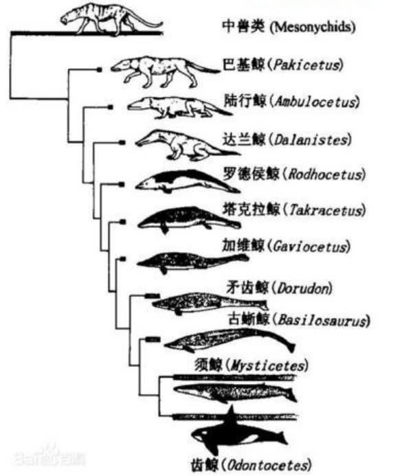 0 陆生版【巴基鲸】体型大小,跟现代的狼相似,靠个体捕猎小型动物和