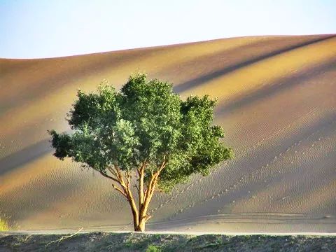 尉犁罗布人风情园的原始胡杨森林层层叠叠,树影婆娑,颖添风景,枝丫