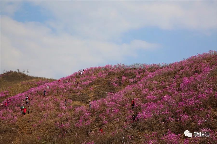 【大美鞍山 岫岩映山红花海盛放 与你相约!