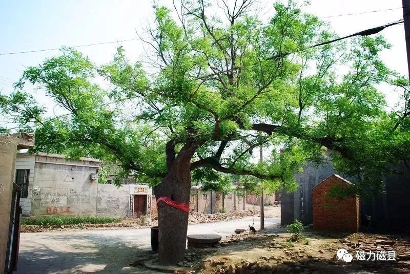 远近山"的亲切"风吹古木晴天雨,月照平沙夏夜霜"的苍茫"古木无人径