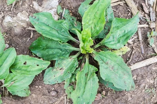 野菜车前草俗称猪耳草它的药用价值相当高