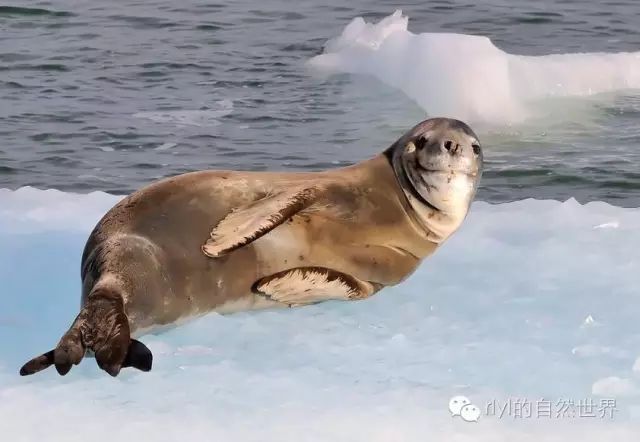 【rlyl物种说】今日--豹海豹(leopard seal)