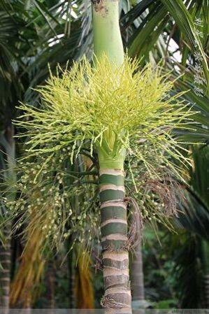 漂亮的槟榔花一座座草頂小屋還保持著黎族原始的風貌鹿回头是三亚市