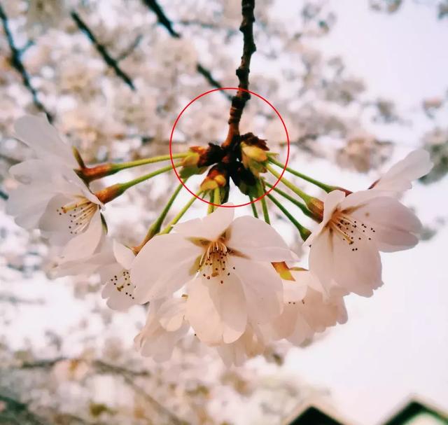 百花齐放的春天,樱花,杏花,梨花,海棠……你分得清吗?