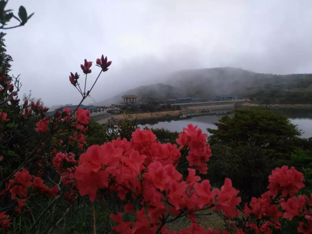 在众多的山花中,有着"高山玫瑰","花中西施"美誉的天池杜鹃花,显得