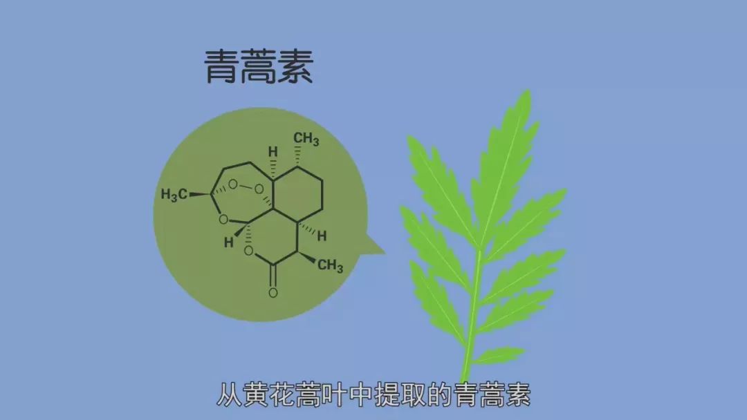 一株小草改变世界:她提取的青蒿素救过千百万生命!谢谢你呦呦!