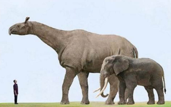 真正的犀类之王在此 体型十分巨大 大象也会被它轻松