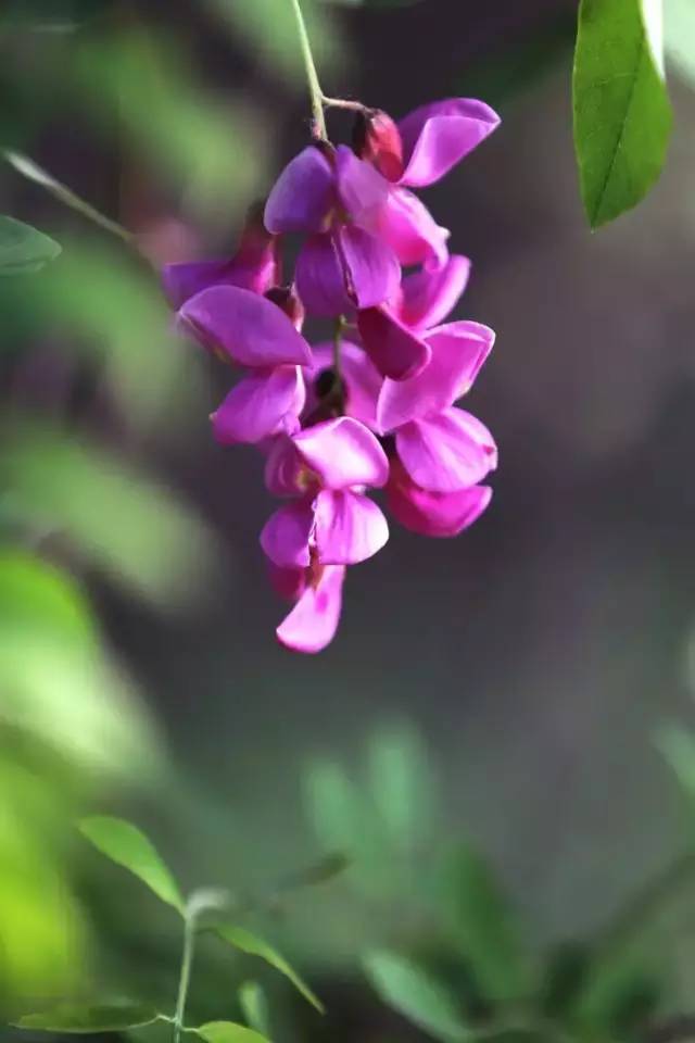 紫槐花⊙菏泽:路边的紫槐花好看,最好别吃!