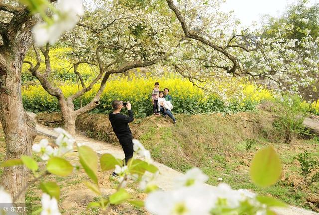 长春莲花山百年梨园重放光彩 "梨花节"邀您共赴春天首场约会