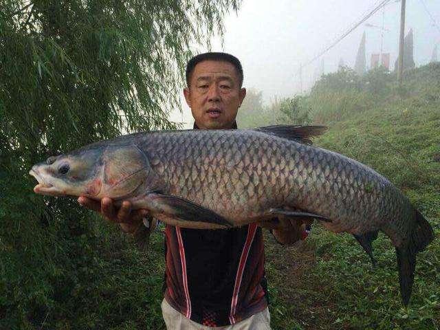 让它的整个鱼鳍张开,这样看起来是非常震撼,而且具有灵性,听说大毛老