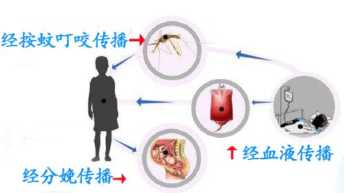 疟原虫主要通过按蚊叮咬传播,此外也可以通过分娩和输血等途径传播.