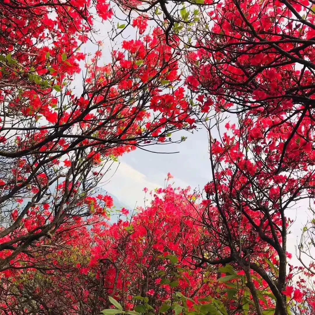 杜鹃花,俗称映山红.