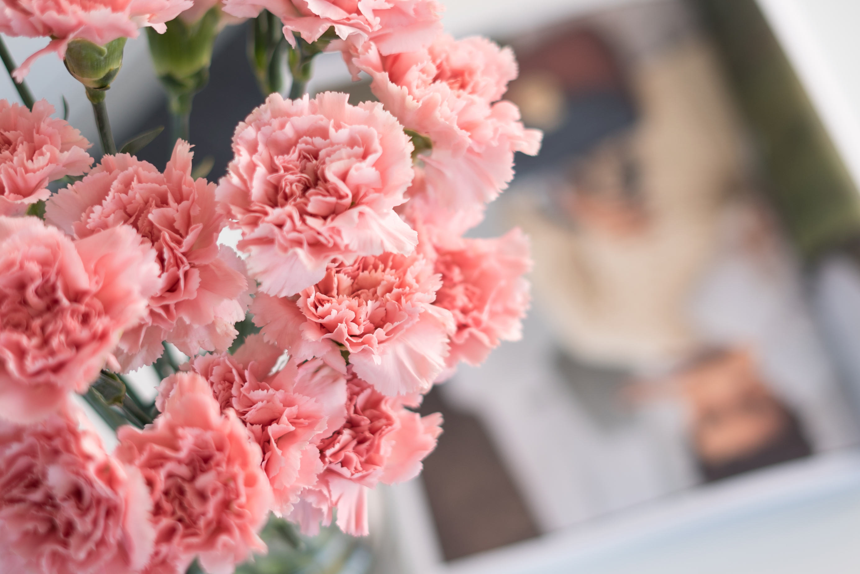 为什么母亲节只送康乃馨而不是其他花?