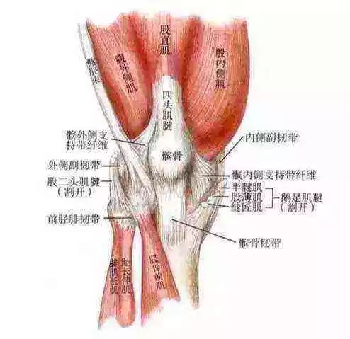 膝关节不稳,你可能忽略了这块肌肉!