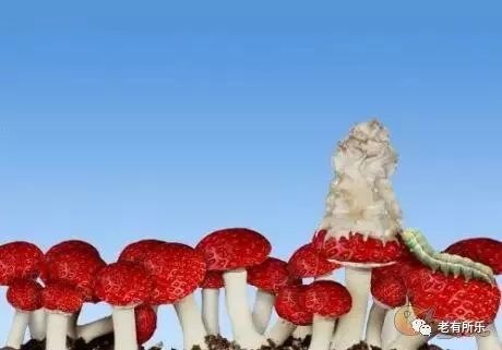 草莓蘑菇