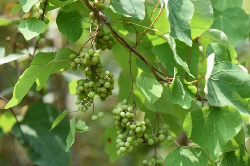 农村一种像葡萄的野草,却被称作"石蟾蜍",泡水洗脚能治脚气